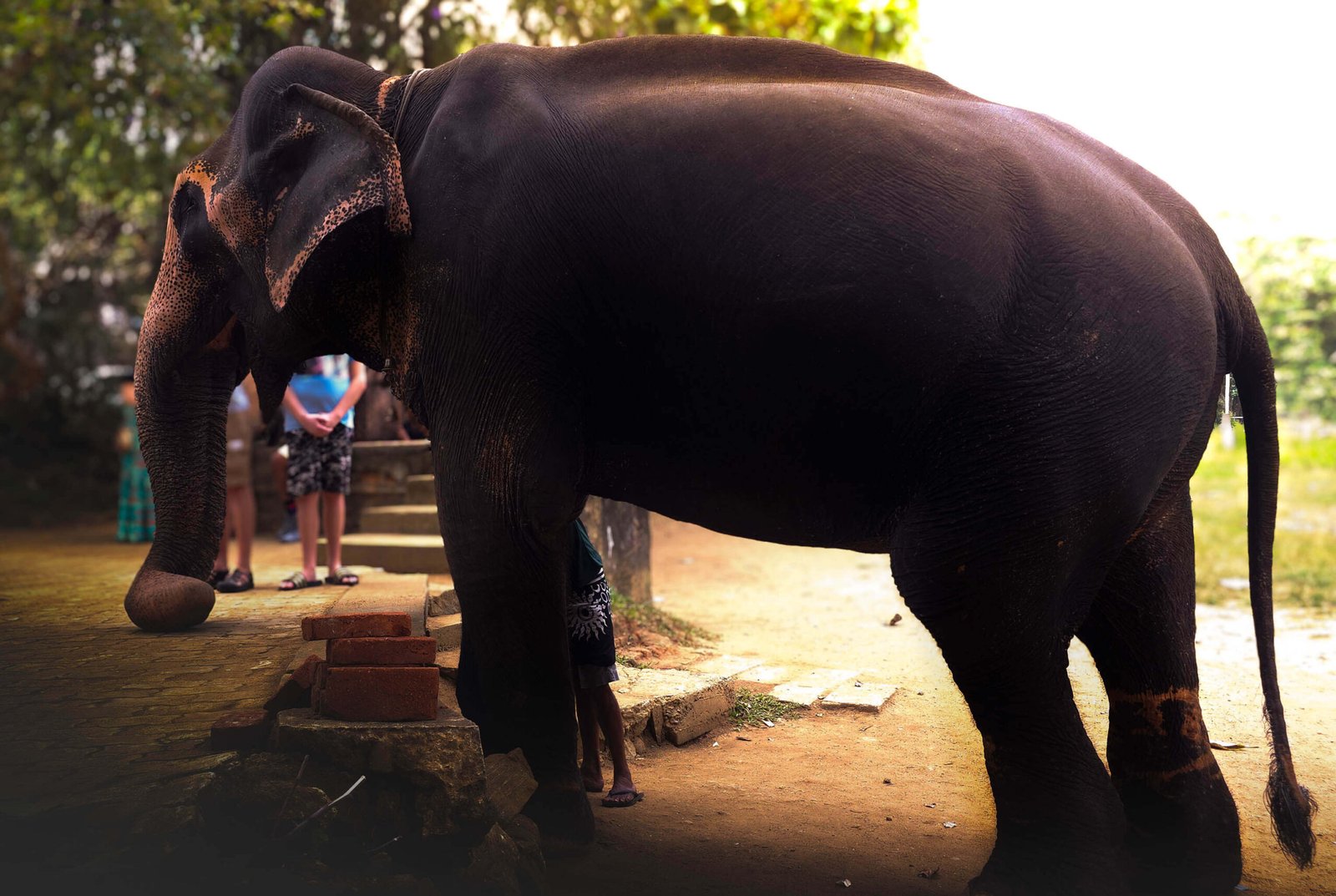 Elephant