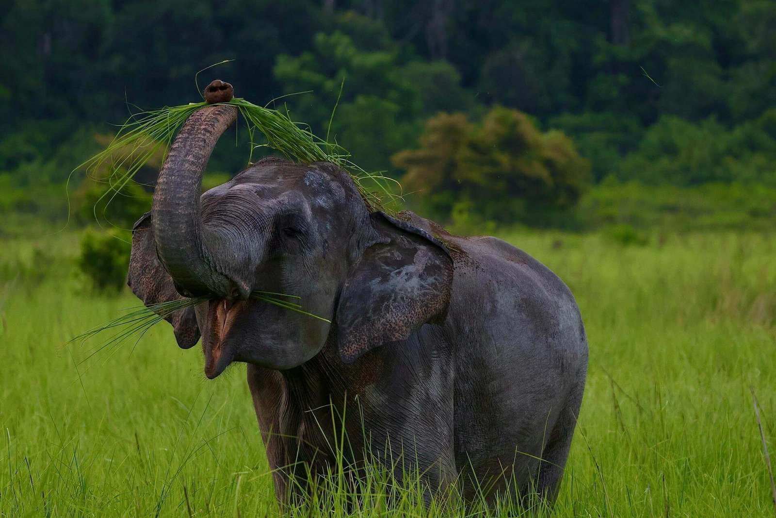 banner-yala-elephants-01