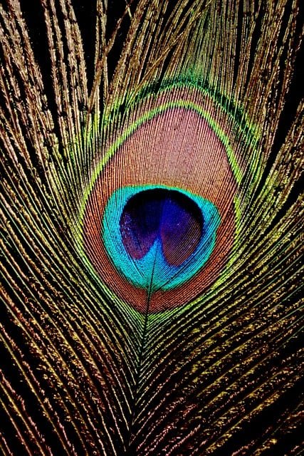 ignartonosbg-peacock-9390809_640.jpg