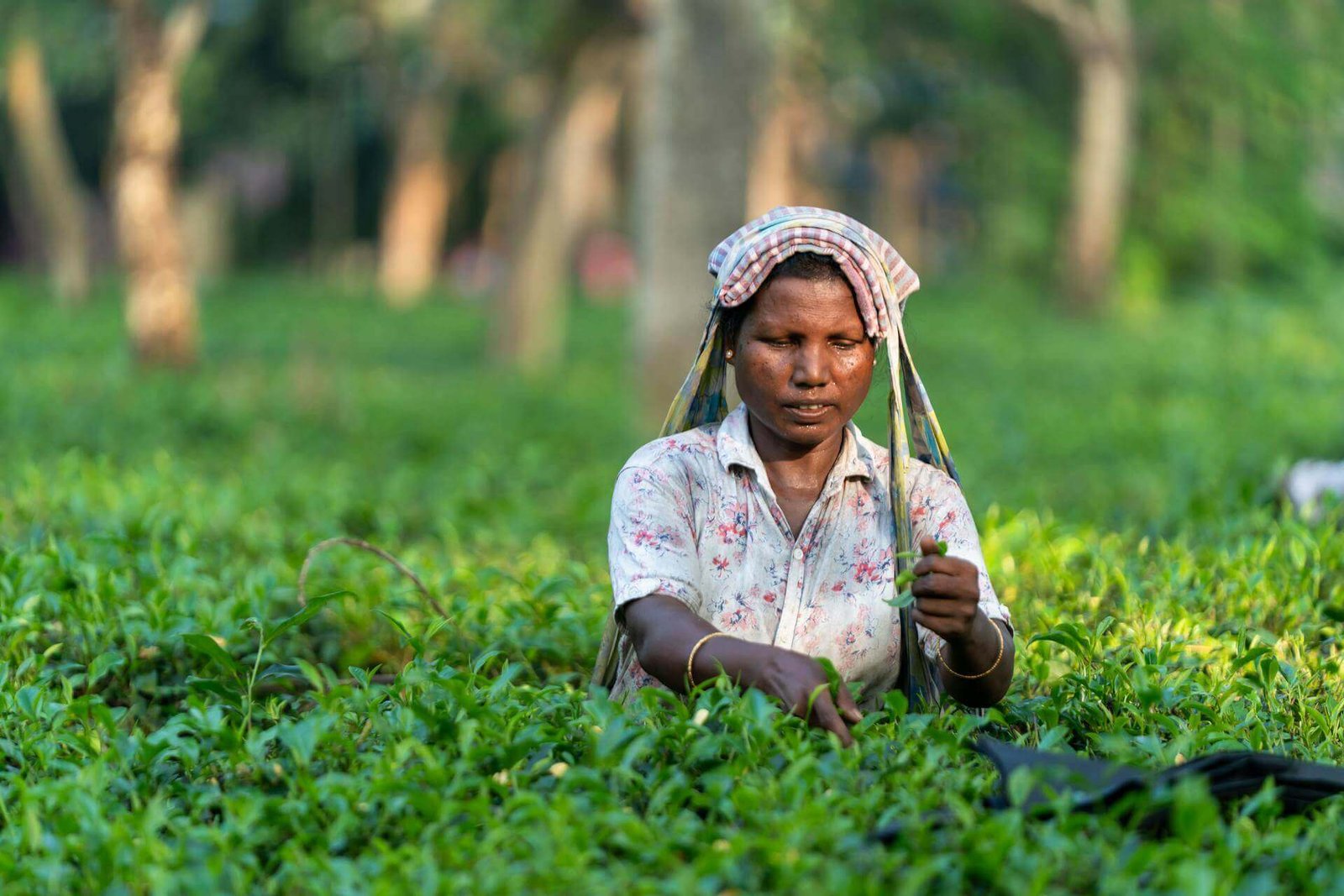 tea-garden-tea-plucking