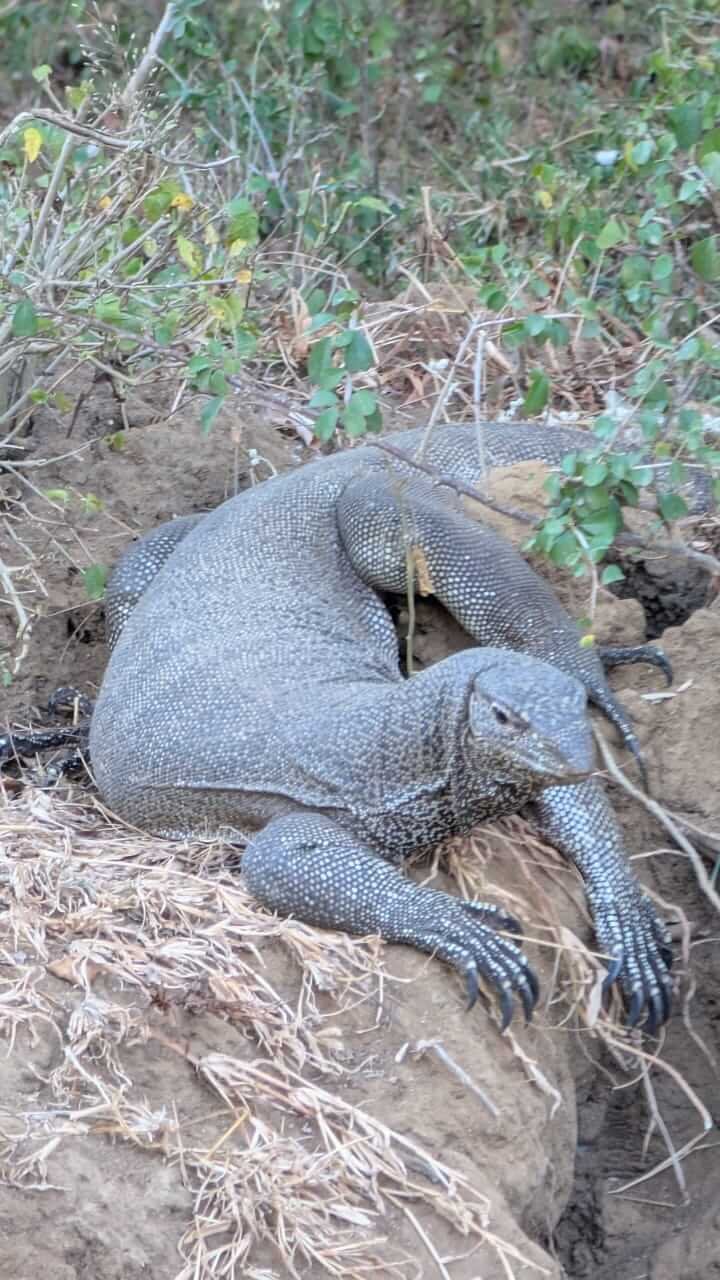 Animals 12