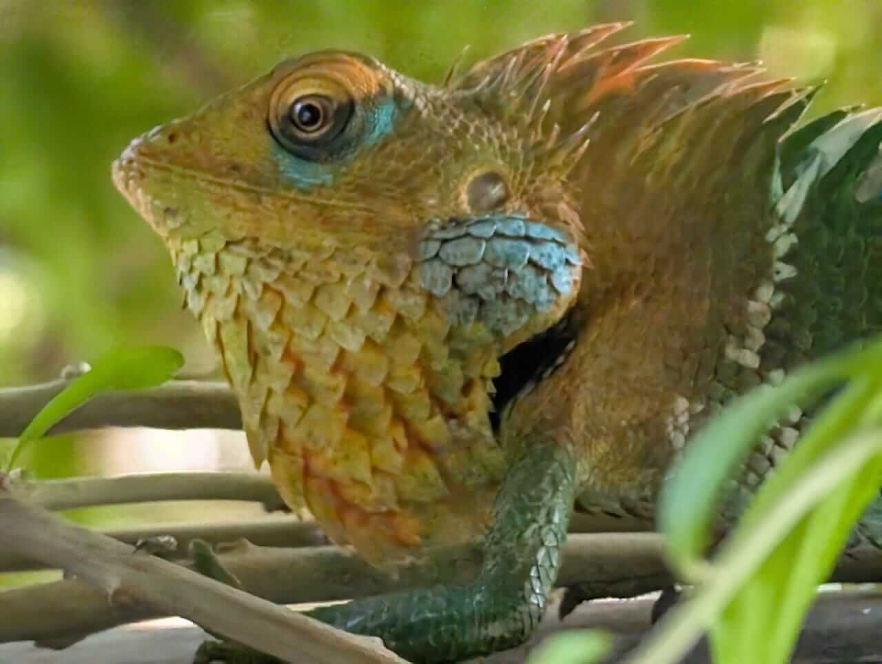 Animals 14
