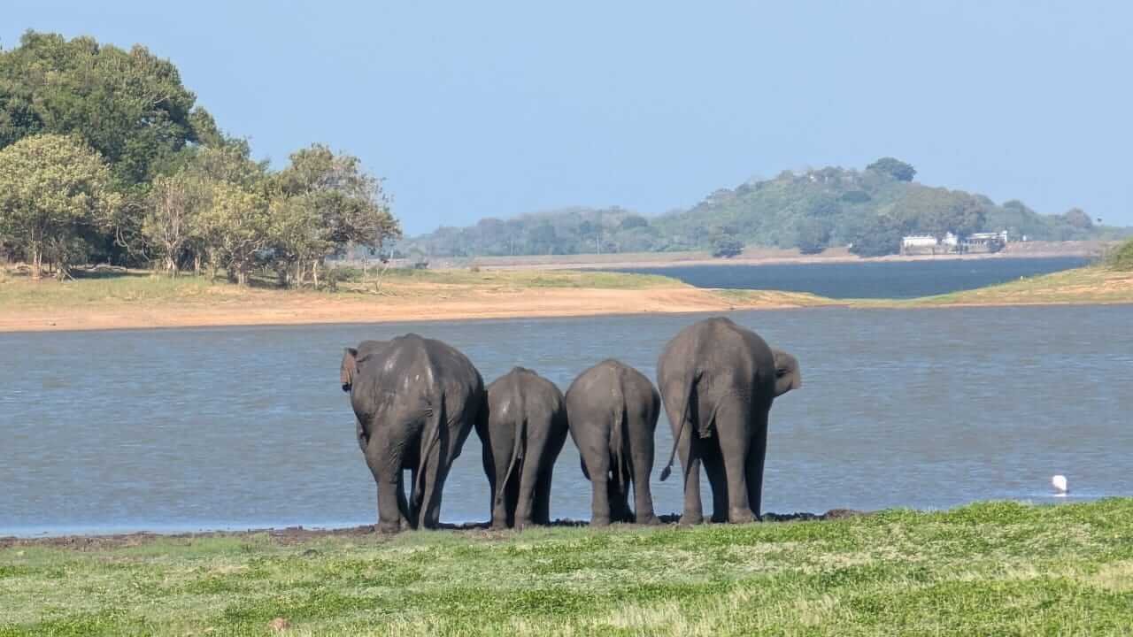 Animals 15