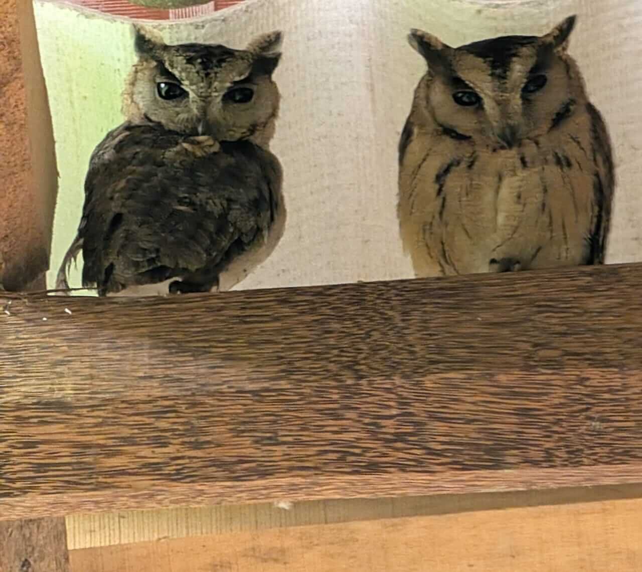 Animals 17