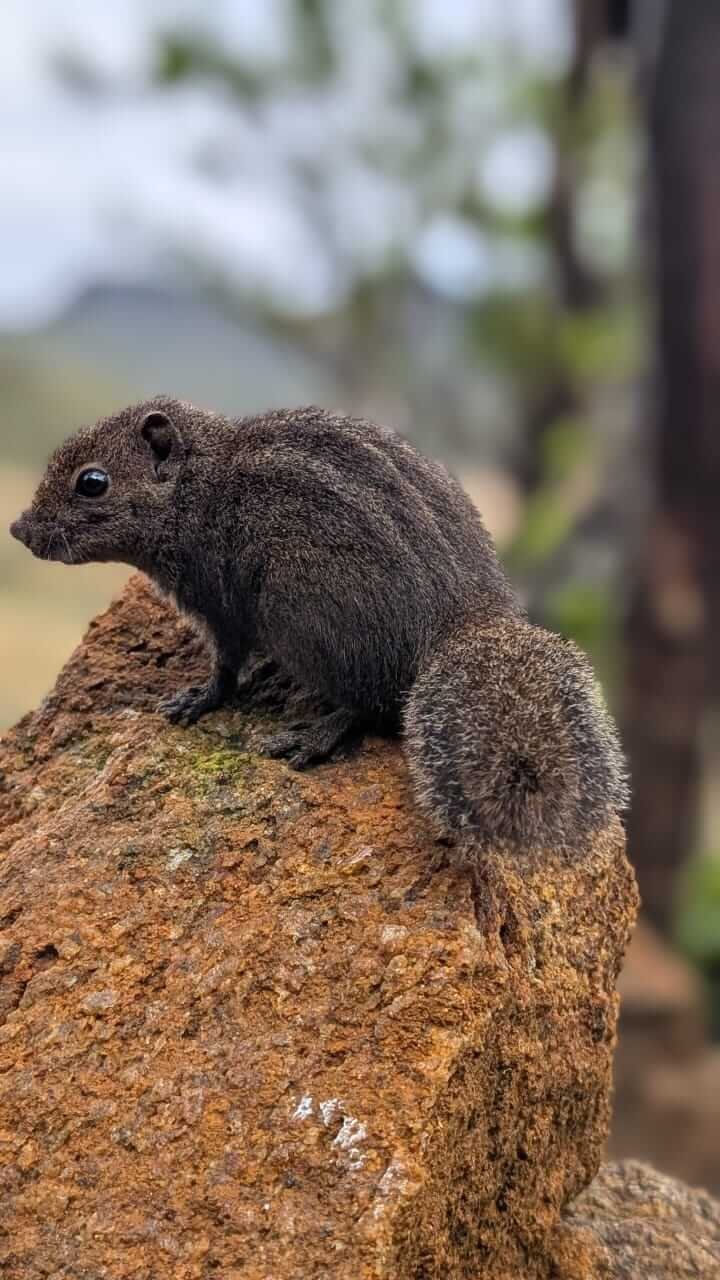 Animals 18