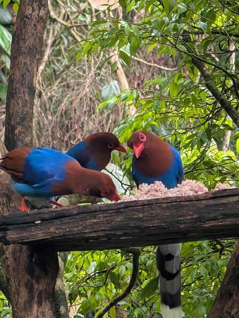 Animals 19