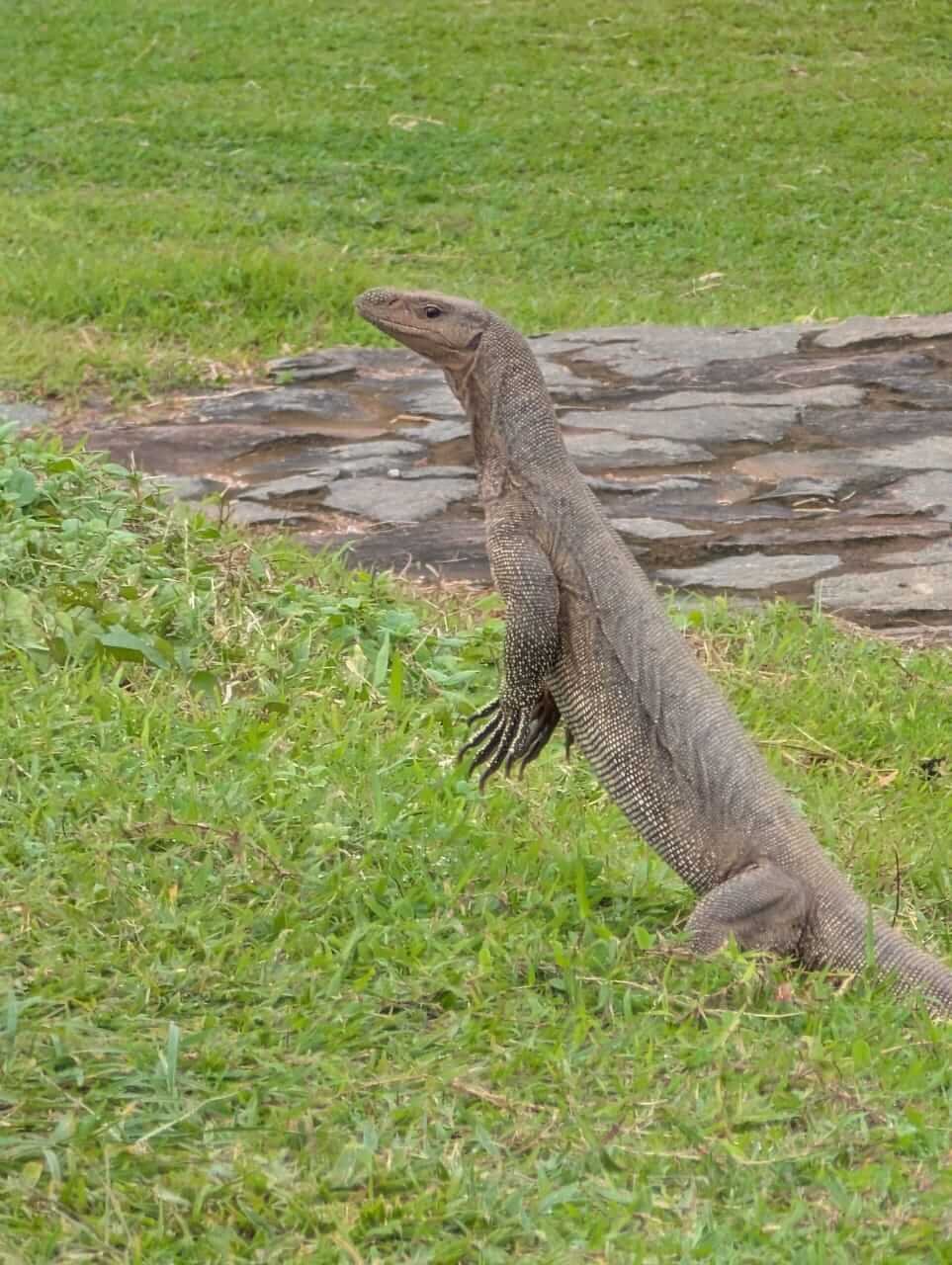 Animals 21