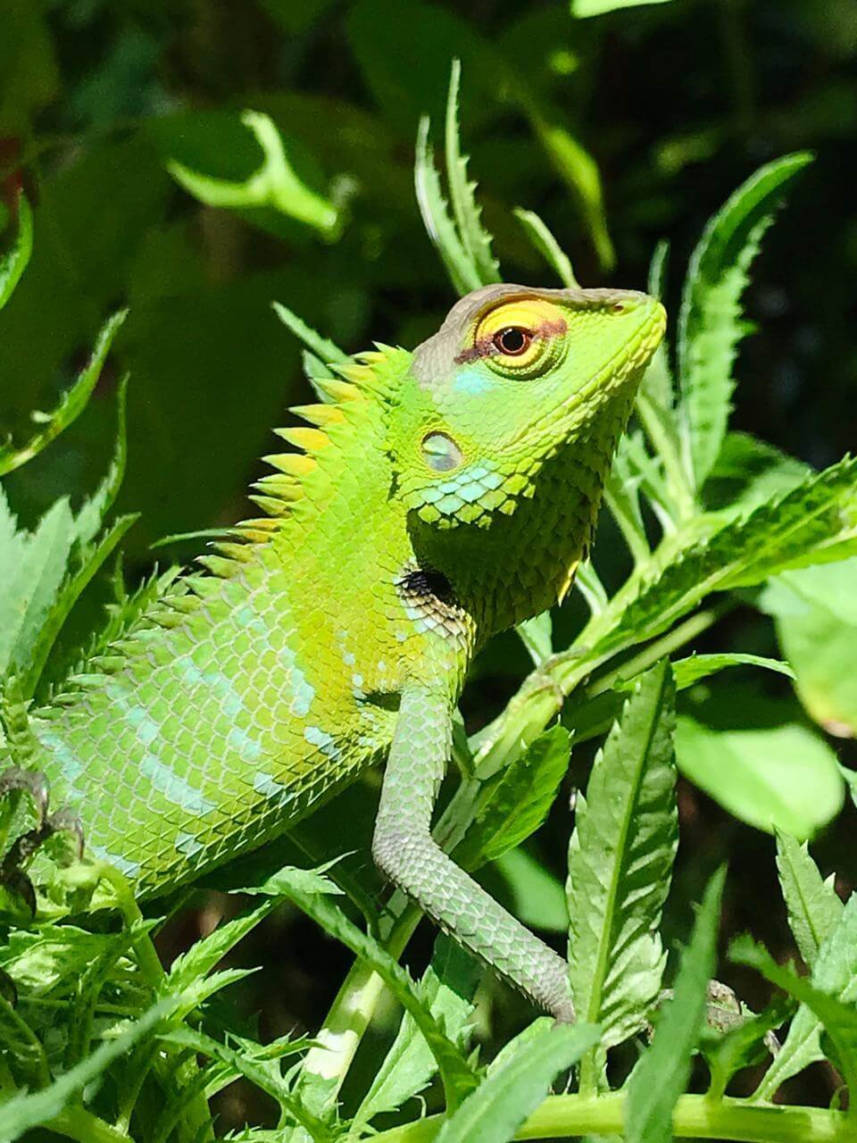 Animals 22