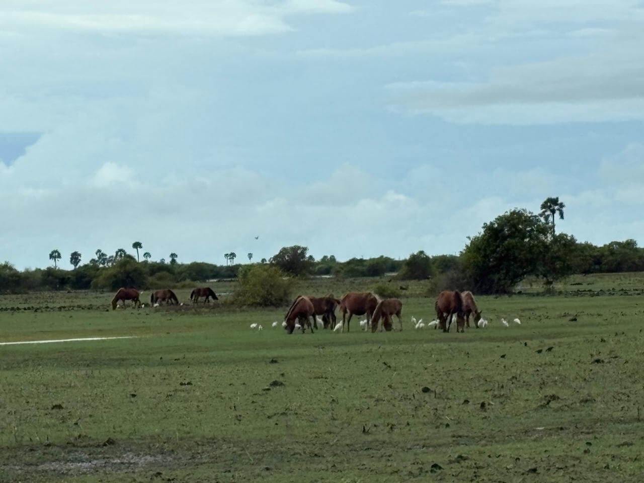 Animals 24