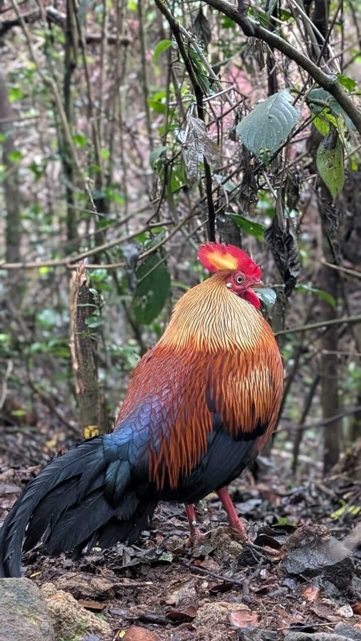 Animals 26