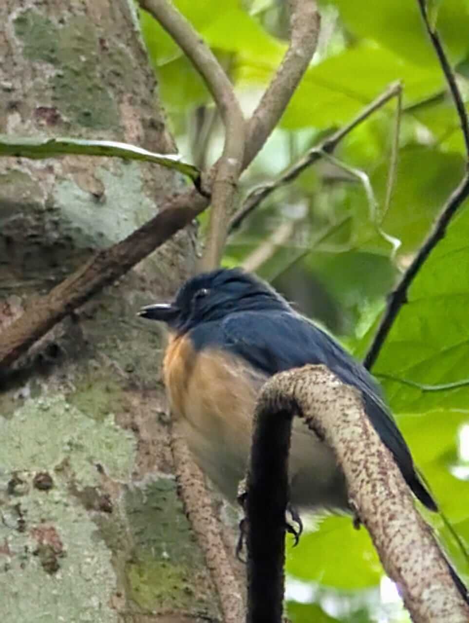 Animals 27