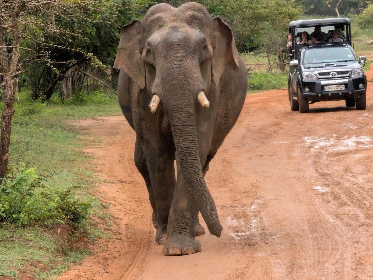 Animals 28