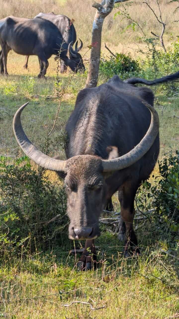 Animals 32