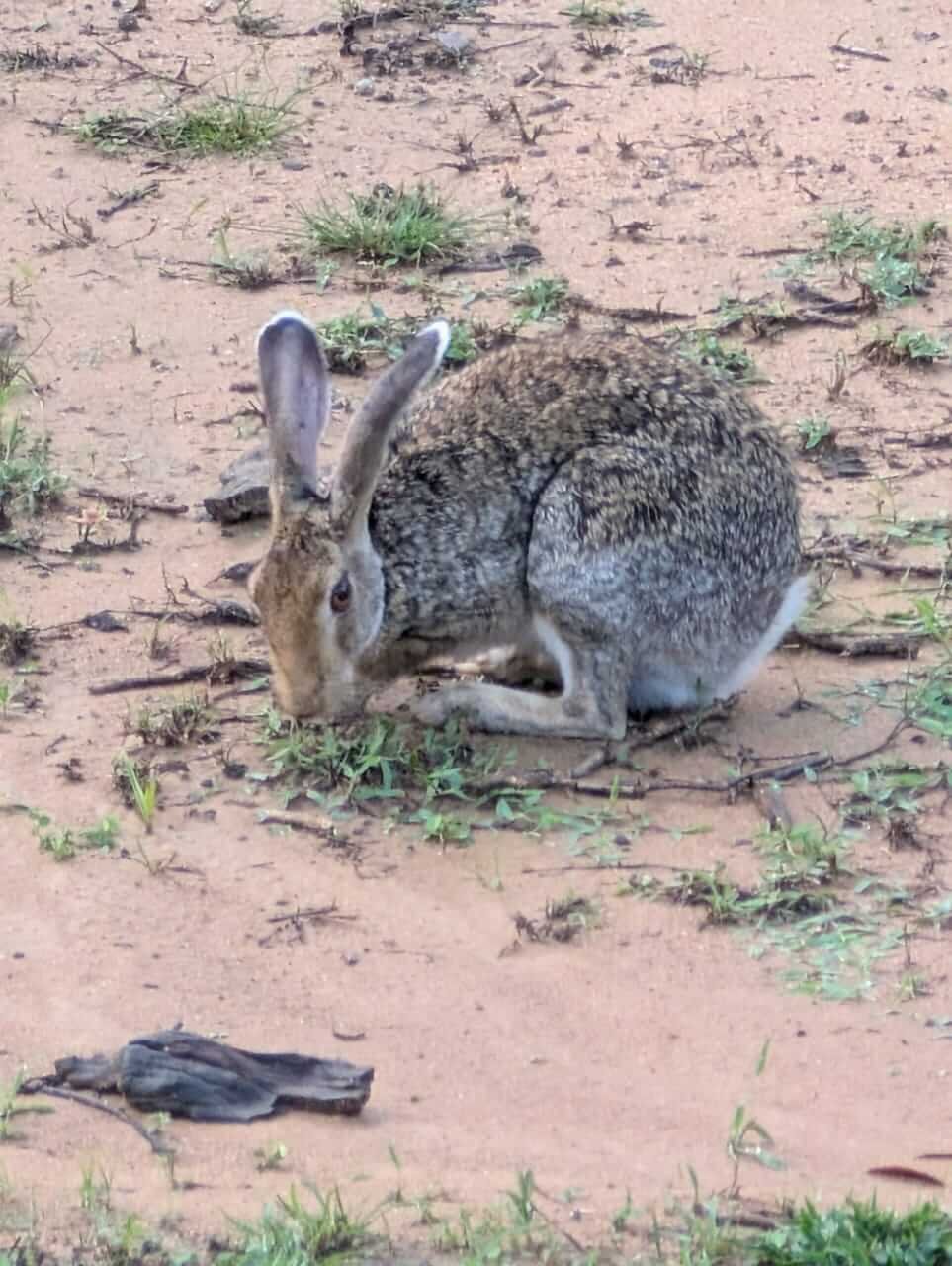 Animals 4