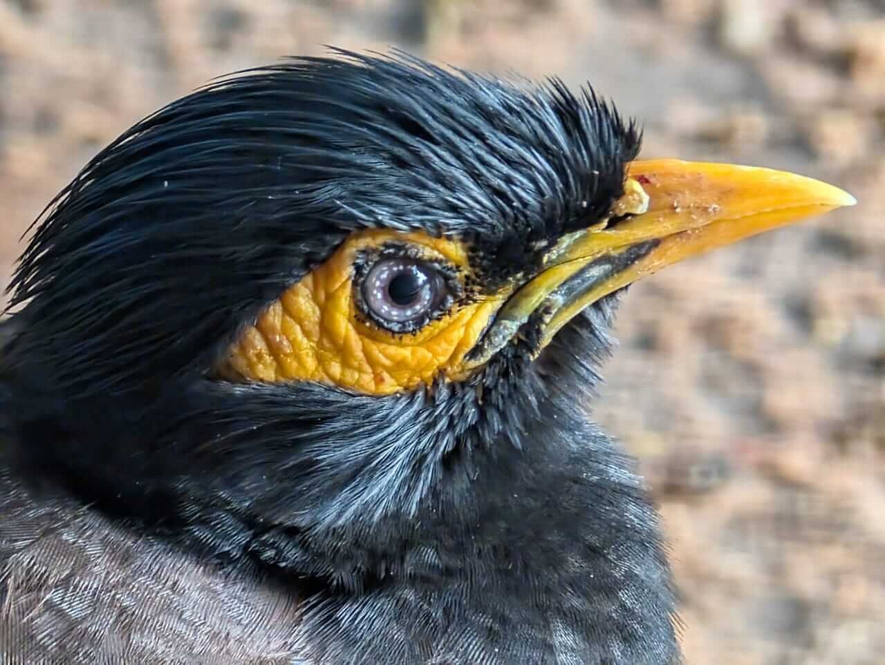 Animals 5