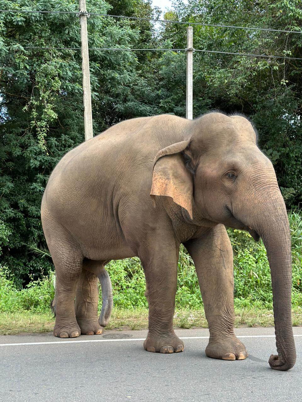 Animals 6