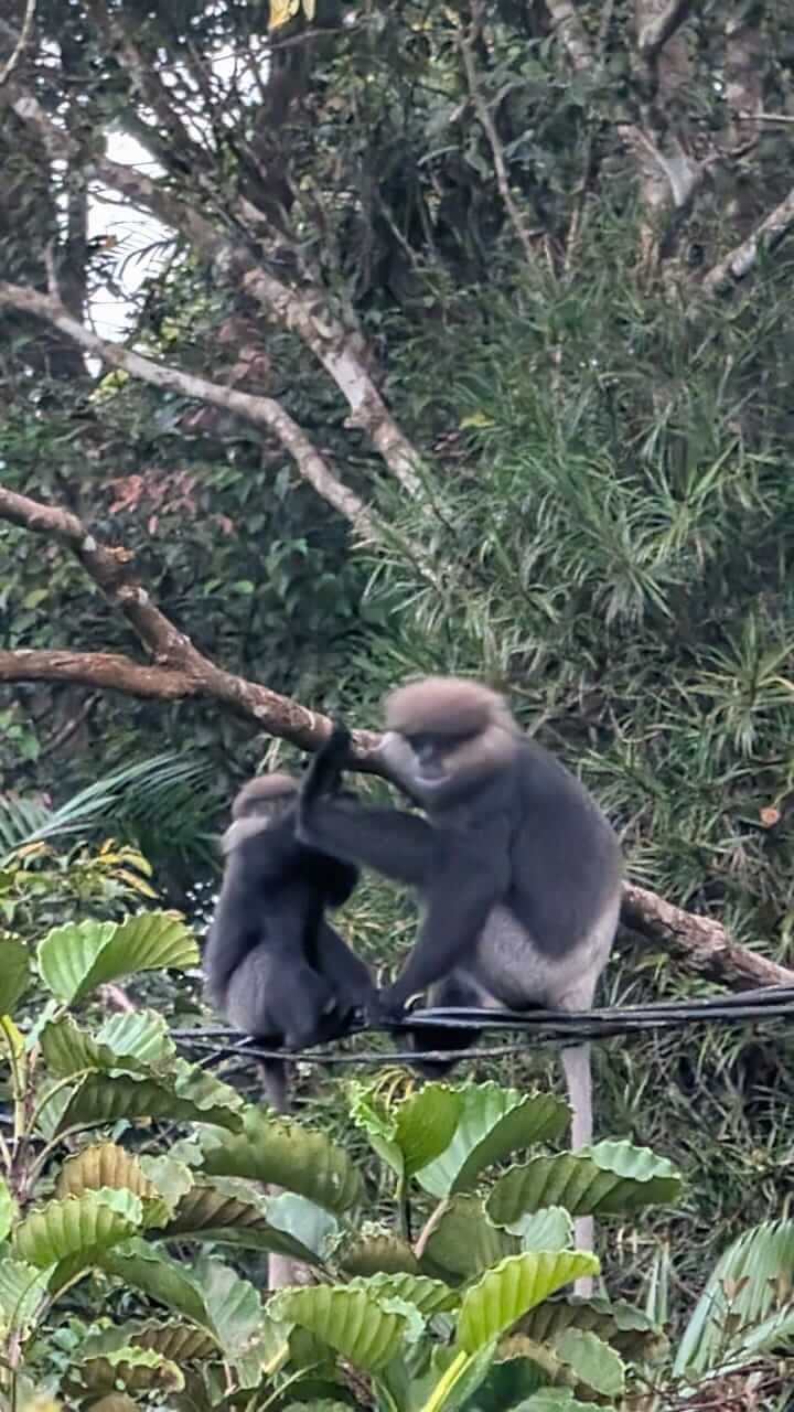 Animals 8
