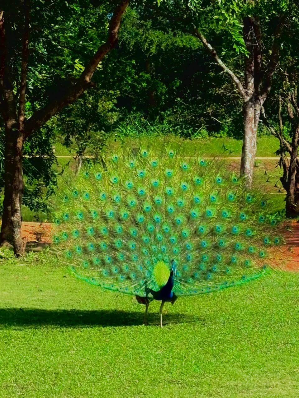 Animals 9