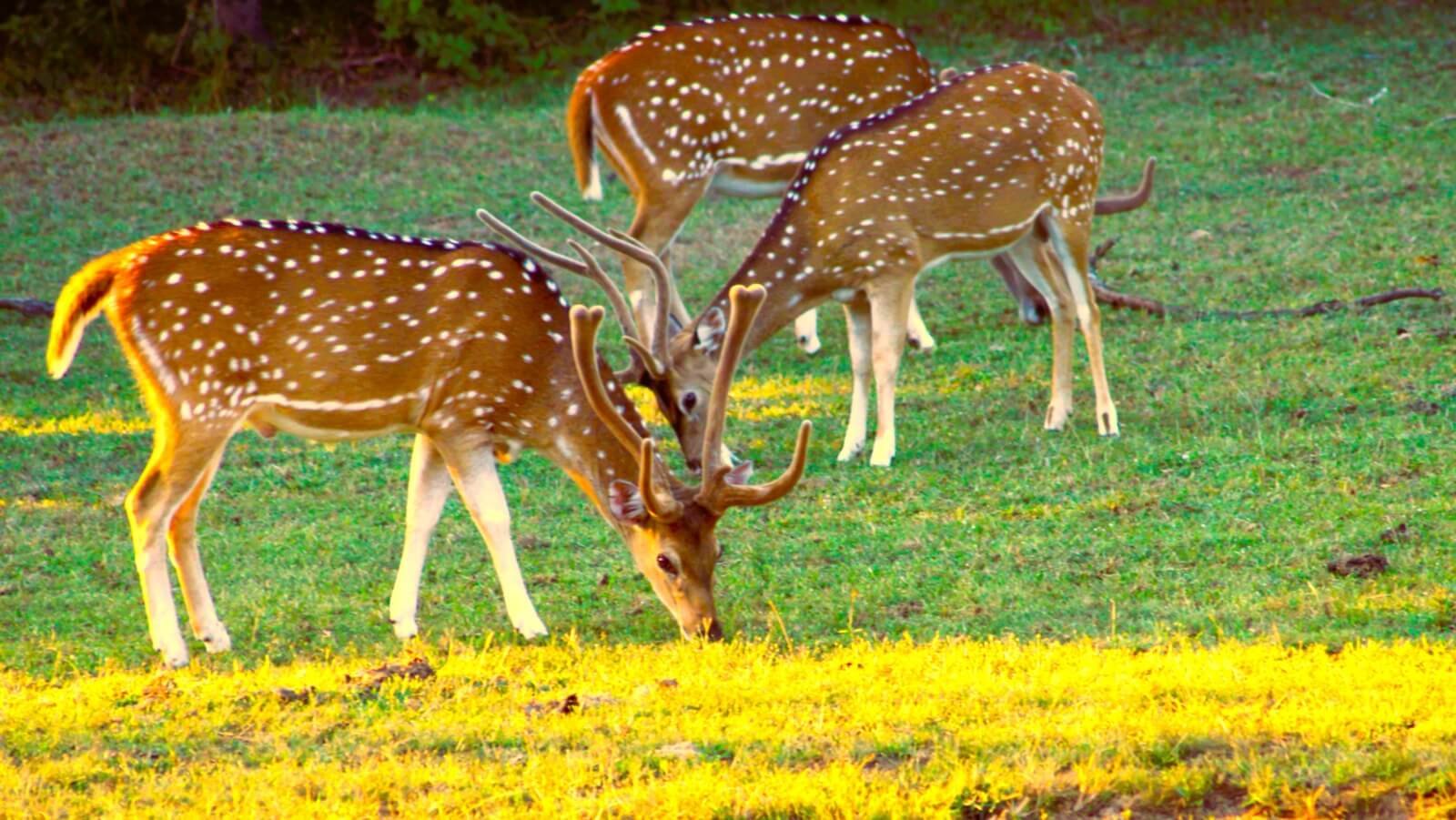 Deers 1