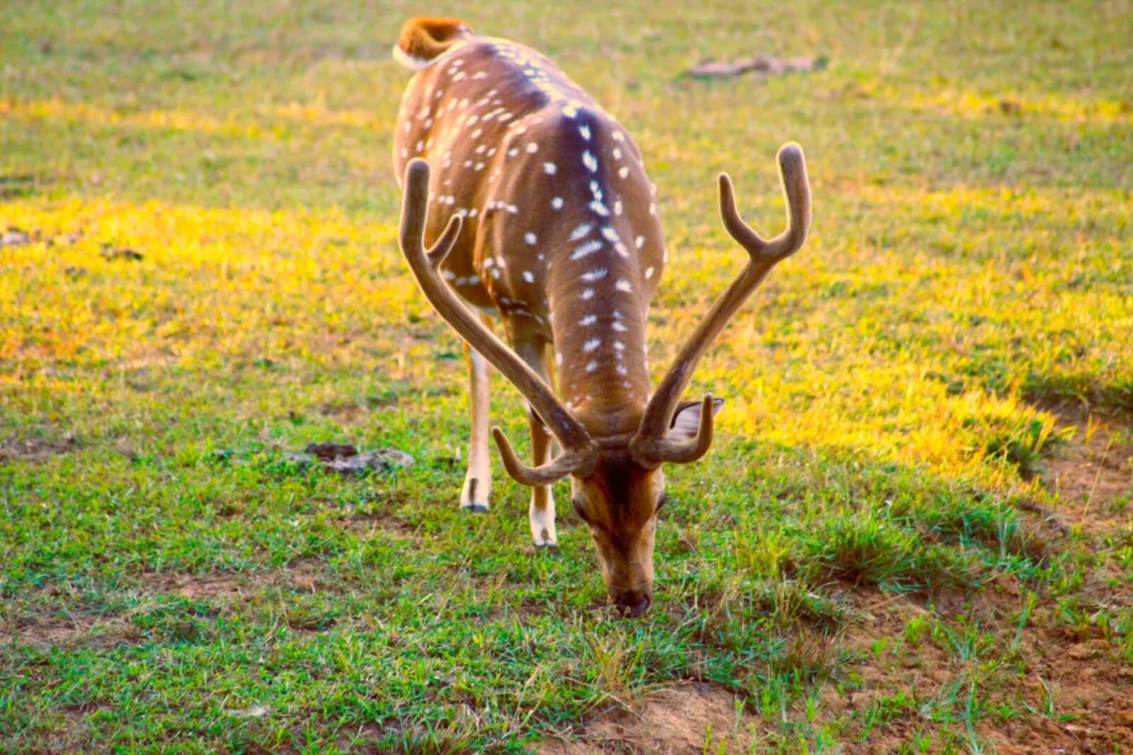 Deers 2