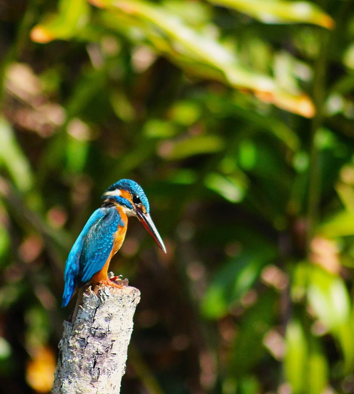 Kingfisher Comman