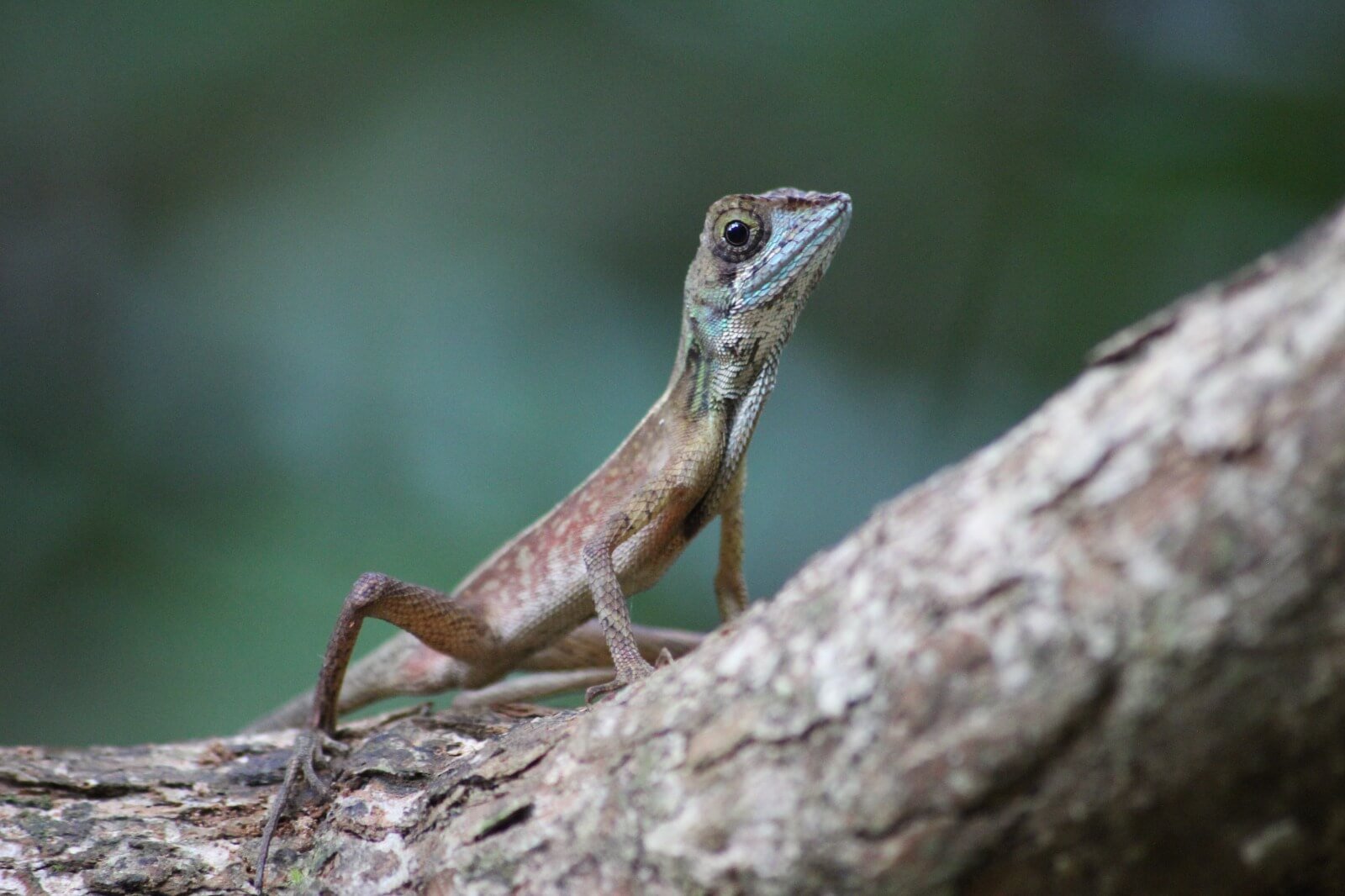 Lezard