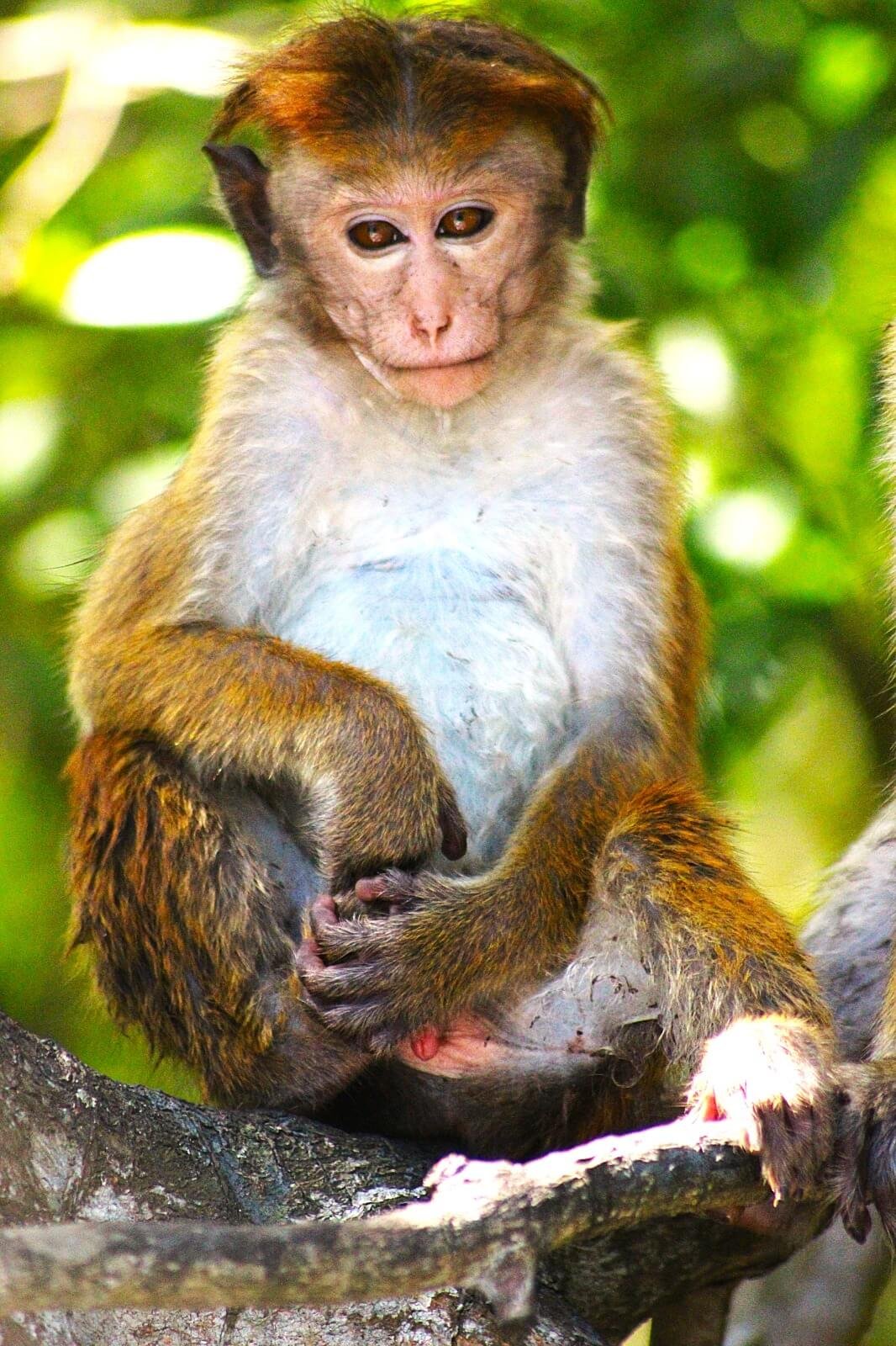Monkey 1