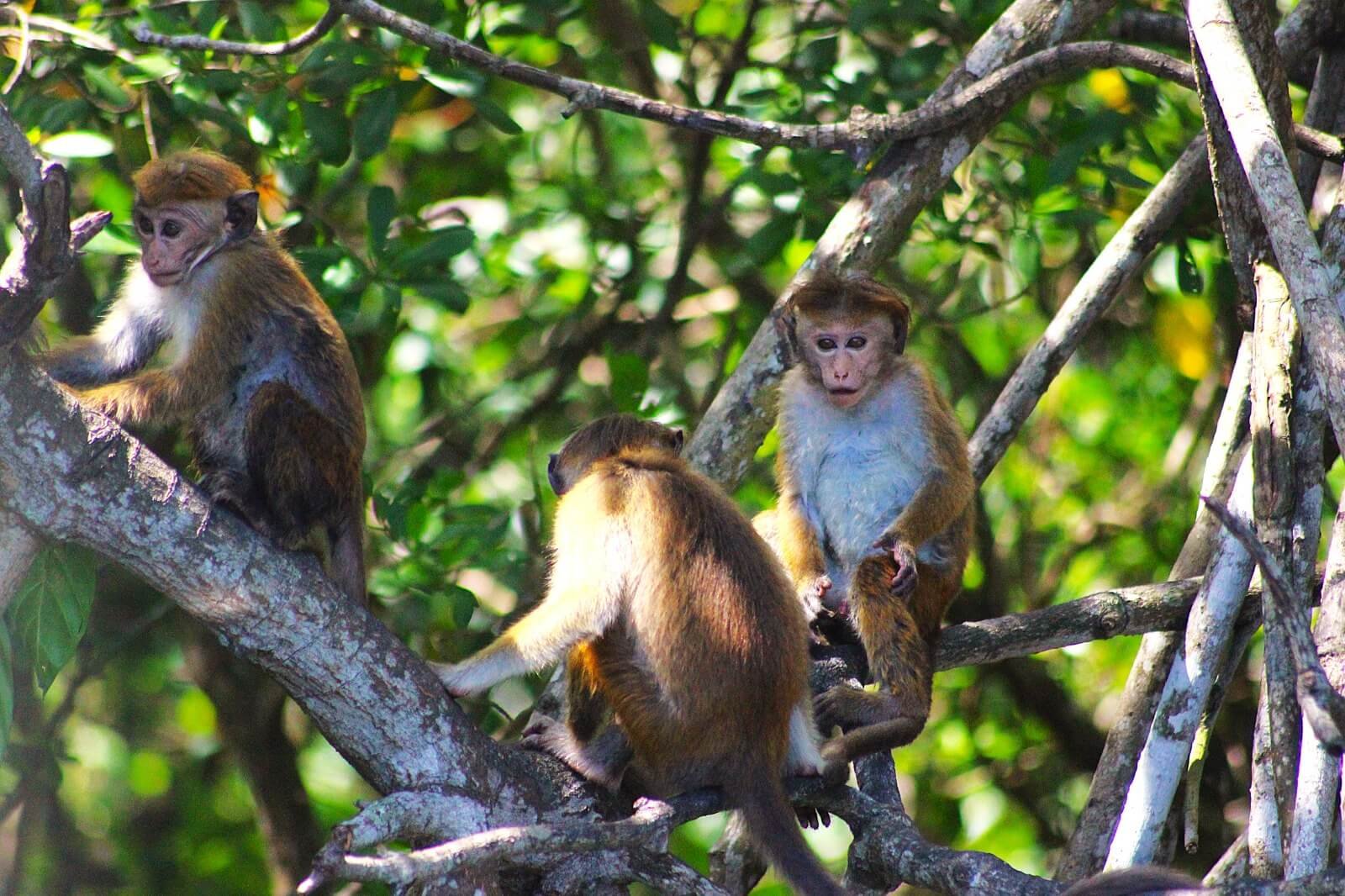 Monkey 2