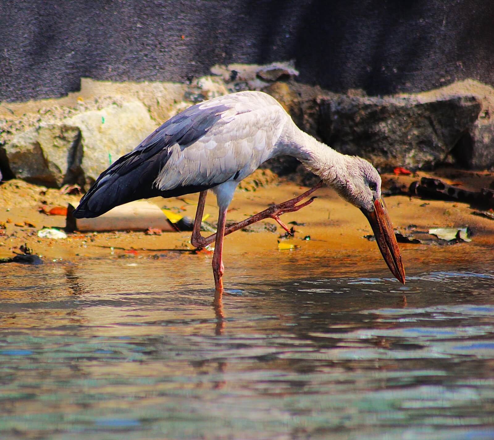 Openbill Bird