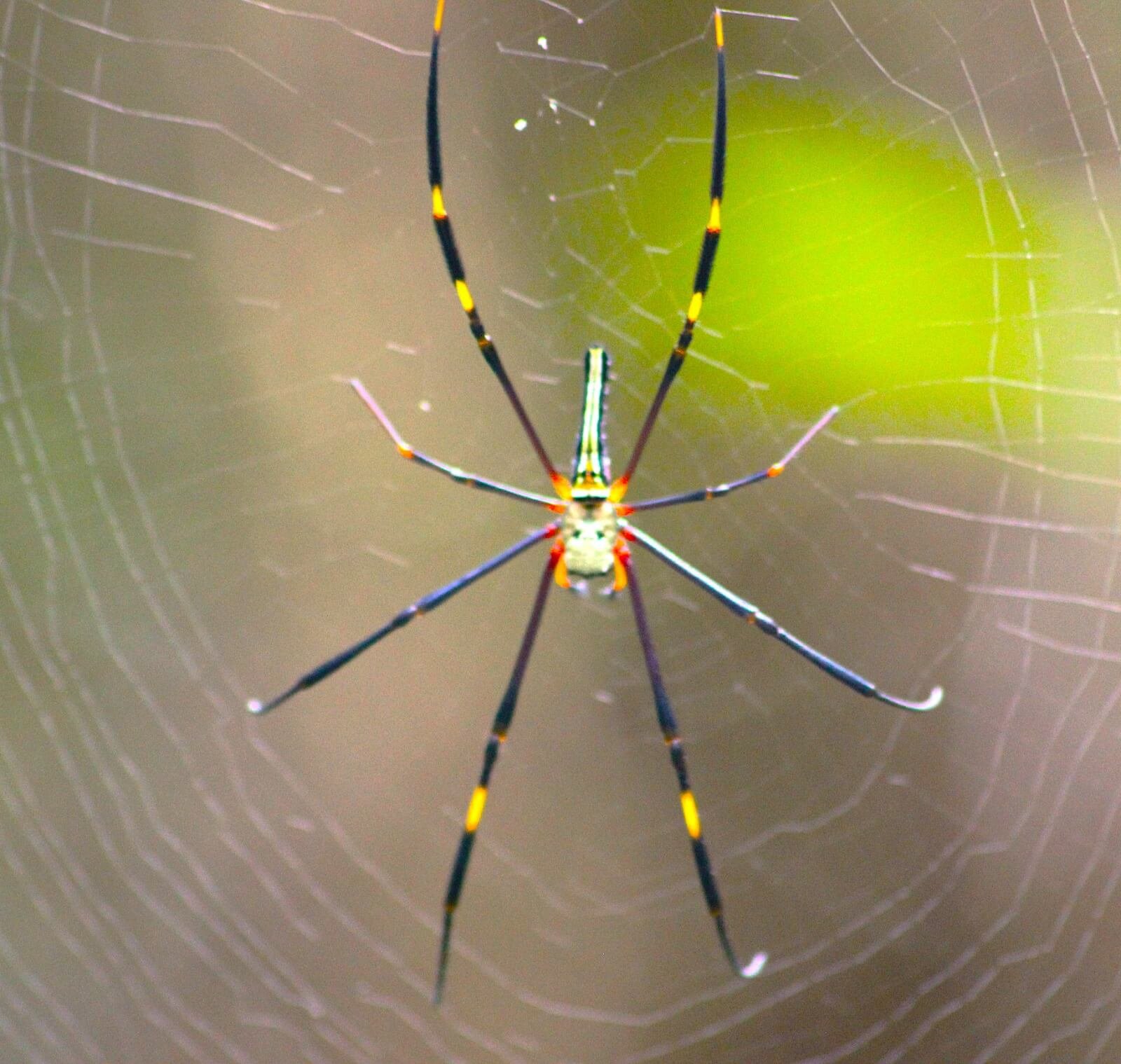 Spider
