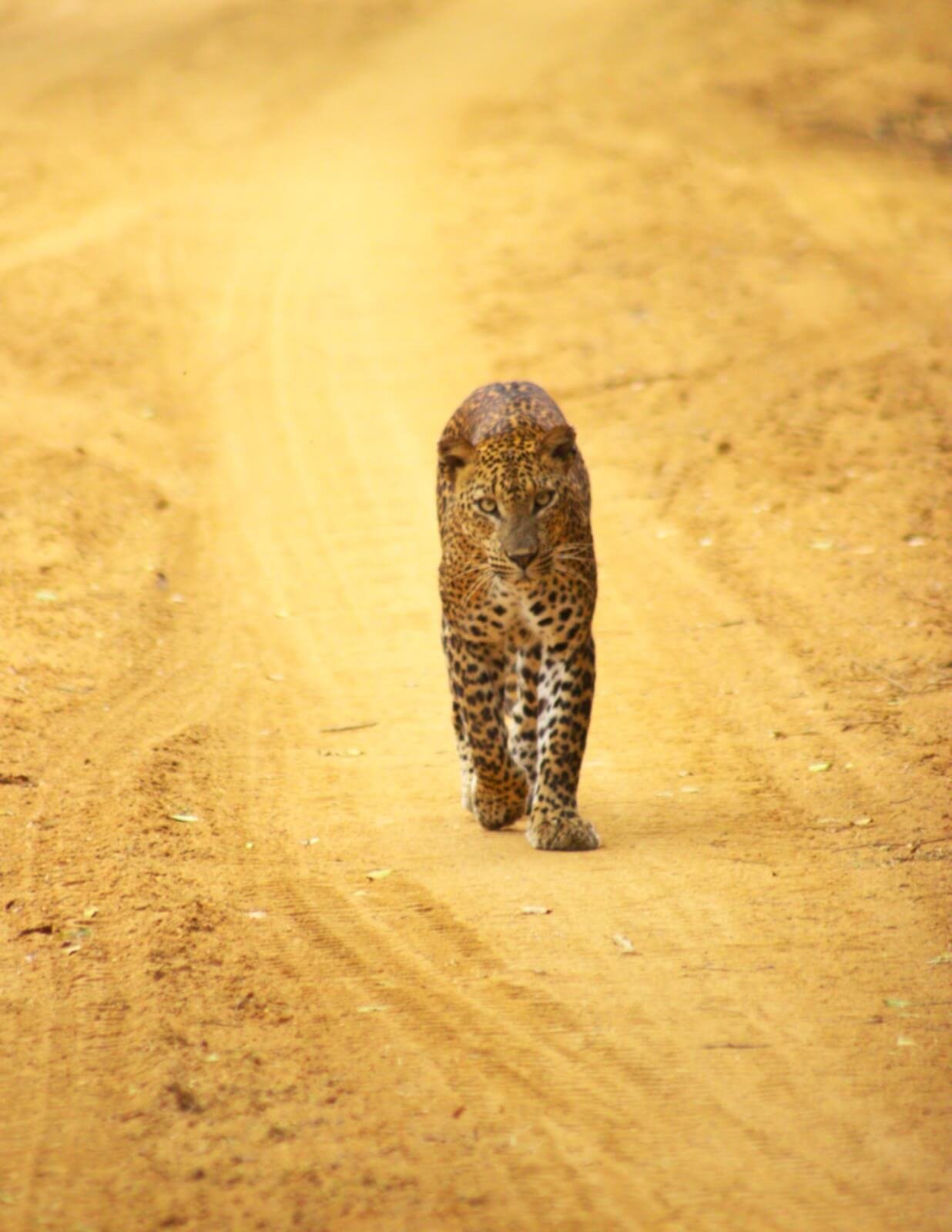 Sri Lankan Leopard 01