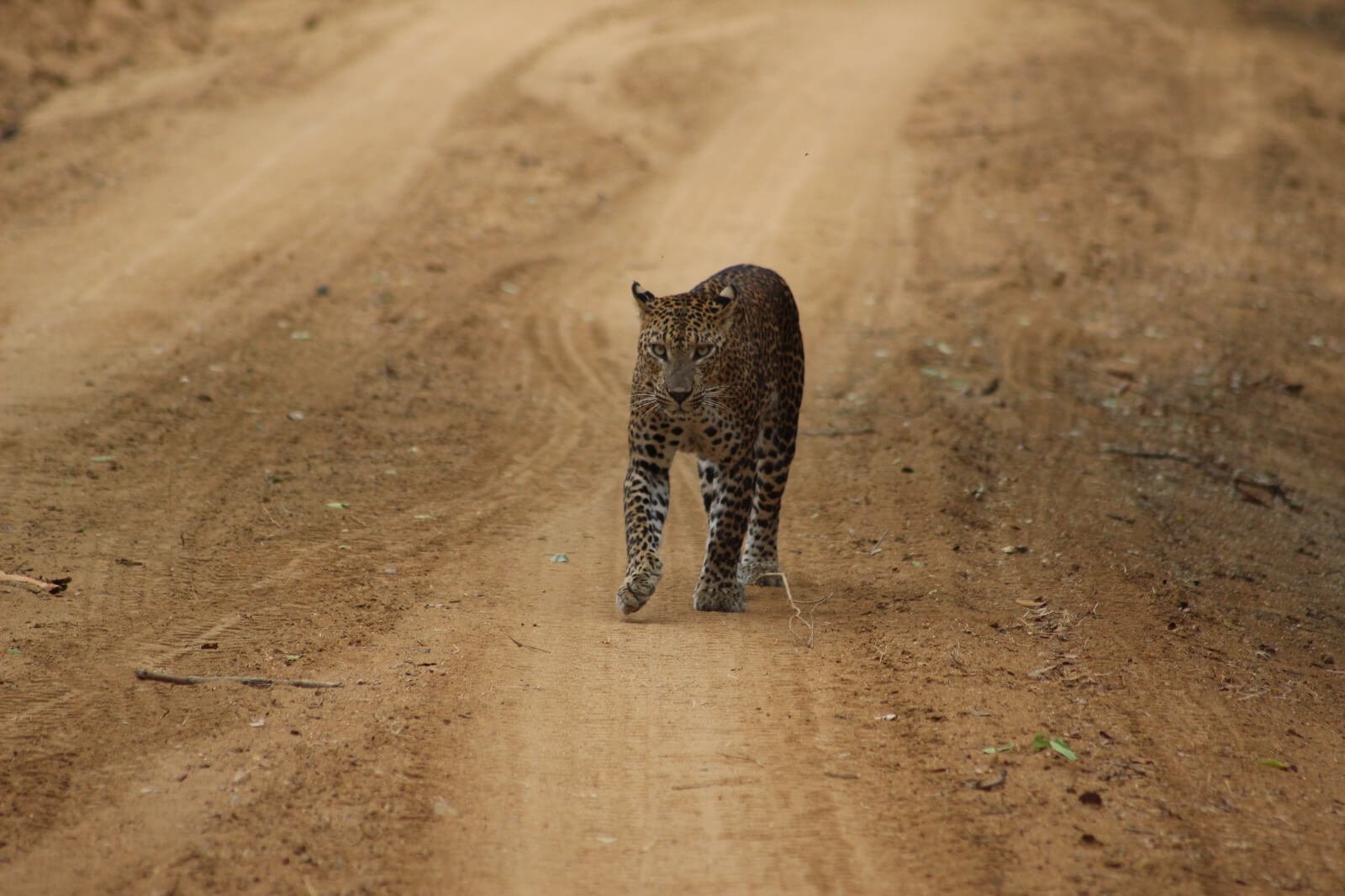 Sri Lankan Leopard 02