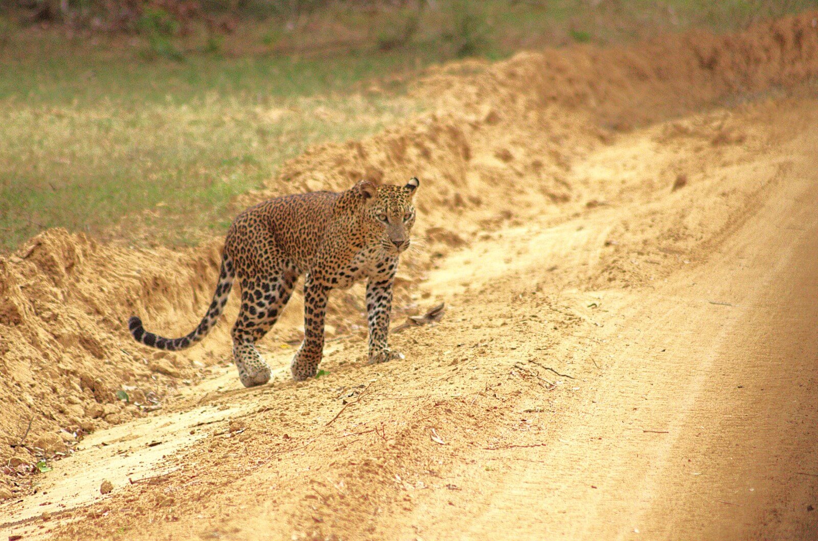 Sri Lankan Leopard 03