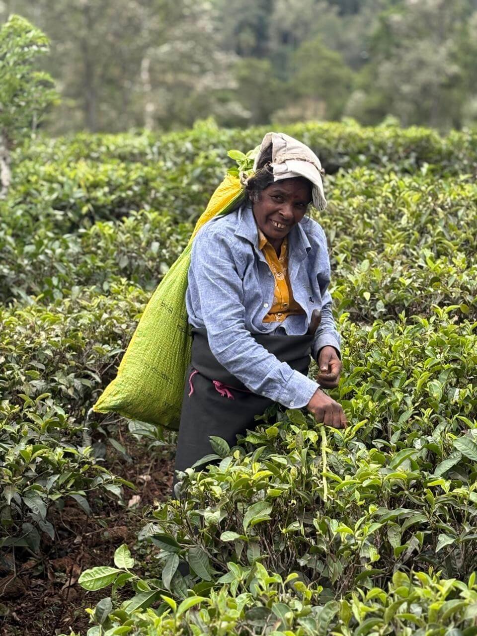 Tea Pickers
