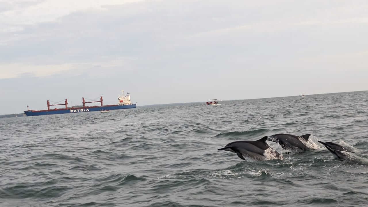 Whale & Dolphine
