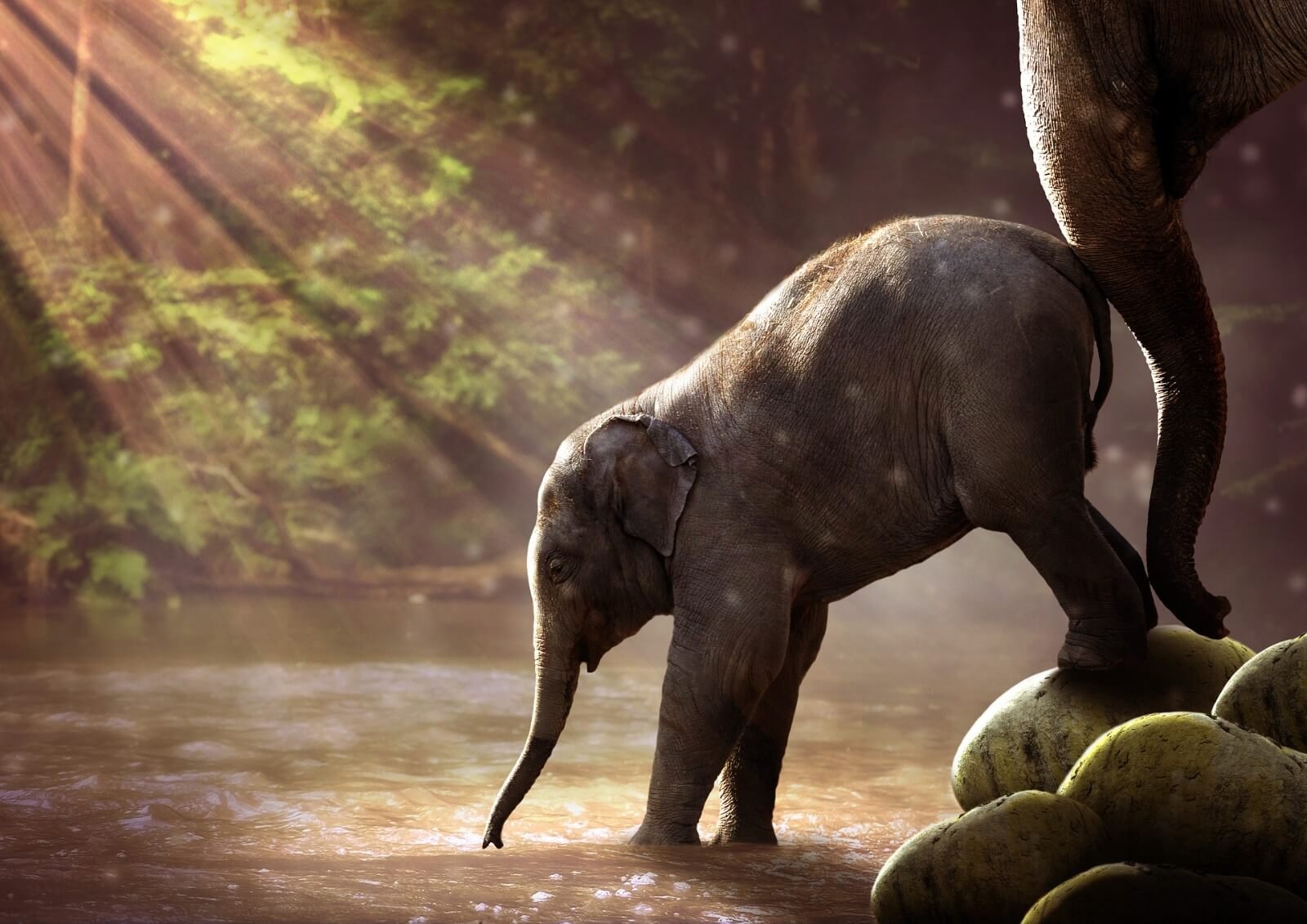 banner-elephant